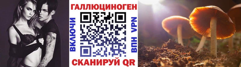 Купить где  Салехард  Галлюциногенные грибы Psilocybe 